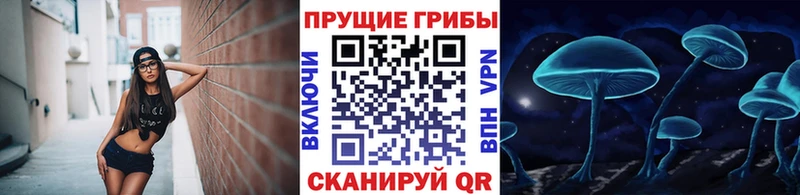 darknet как зайти  Евпатория  Псилоцибиновые грибы Cubensis 